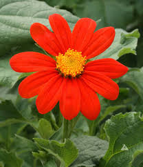 Orange Tithonia Flower Seeds for Planting | Vibrant Annual Blooms
