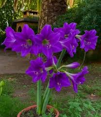Amaryllis Purple Flower seeds for Planting Drought Tolerant Heirloom & GMO Free Seeds for Home Garden