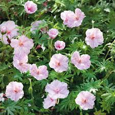 Light Pink Perennial Flower Seeds for Planting Vibrant Colors Heirloom & GMO Free Seeds for Home Garden
 
 Sale