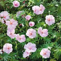 Light Pink Perennial Flower Seeds for Planting Vibrant Colors Heirloom & GMO Free Seeds for Home Garden
 
 Sale