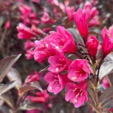 Weigela Florida Flower seeds for Planting Bright Blooms Heirloom & GMO Free Seeds for Home Garden