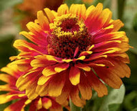 Red Yellow Zinnia Flower seeds for Planting Easy to Grow Heirloom & GMO Free Seeds for Home Garden