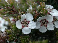Leptospermum Flower seeds for Planting Long Bloom Season Heirloom & GMO Free Seeds for Home Garden