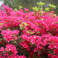Dark Khaki Azalea Seeds for Unique Planting