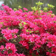 Dark Khaki Azalea Seeds for Unique Planting