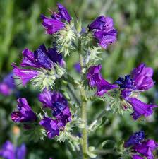 Purple Pattersons Curse Flower Seeds for Easy Planting