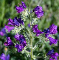 Purple Pattersons Curse Flower Seeds for Easy Planting
