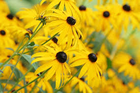 Yellow Echinacea Flower seeds for Planting Premium Quality Heirloom & GMO Free Seeds for Home Garden