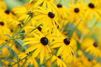 Yellow Echinacea Flower seeds for Planting Premium Quality Heirloom & GMO Free Seeds for Home Garden