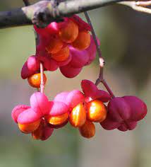 Spindle Flower seeds for Planting Compact Growth Heirloom & GMO Free Seeds for Home Garden