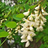 Pseudoacacia Flower seeds for Planting Cottage Garden Essential Heirloom & GMO Free Seeds for Home Garden