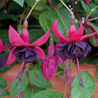 Black & Pink Fuchsia Flower seeds for Planting - Wildflower Mix, Heirloom & GMO Free Seeds for Home Garden