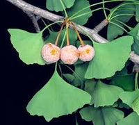 Ginkgo Seeds: Complete Planting Guide for Successful Growth