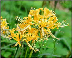 Yellow Higanbana Flower Seeds for Planting Bright Blooms Heirloom & GMO Free Seeds for Home Garden
 
 Sale