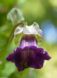 Cobaea Scandens Flower seeds for Planting Premium Quality Heirloom & GMO Free Seeds for Home Garden