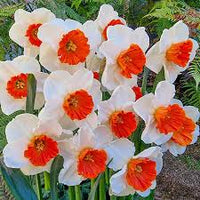 White Orange Double Narcissus Flower Seeds for Planting Pollinator Friendly Heirloom & GMO Free Seeds for Home Garden
 
 Sale