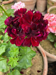 Maroon Big Blooms Geranium Flower Seeds for Planting Wildflower Mix Heirloom & GMO Free Seeds for Home Garden
 
 Sale