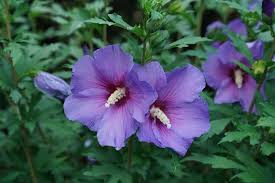 Sharon Hibiscus Seeds For Beautiful Tropical Flower Displays