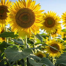 Semillas De Girasol Flower Seeds for Planting  Seed for Bright, Radiant Blooms