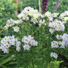 White Mountain Mint Flower seeds for Planting - Drought Tolerant, Heirloom & GMO Free Seeds for Home Garden