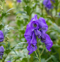 Monkshood Poisonous Flower seeds for Planting - Vibrant Colors, Heirloom & GMO Free Seeds for Home Garden
