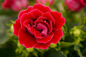 Deep Red Gloxinia Flower seeds for Planting Pollinator Friendly Heirloom & GMO Free Seeds for Home Garden