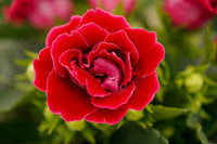 Deep Red Gloxinia Flower seeds for Planting Pollinator Friendly Heirloom & GMO Free Seeds for Home Garden