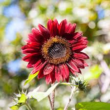 Red Sunflower Perennial Flower Seeds for Planting Garden Favorite Heirloom & GMO Free Seeds for Home Garden
 
 Sale