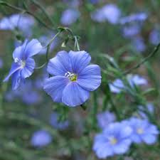Usitatissimum Flower seeds for Planting - Bright Blooms, Heirloom & GMO Free Seeds for Home Garden