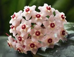 Pink Carnosa Flower Seeds for Planting Premium Quality Heirloom & GMO Free Seeds for Home Garden
 
 Sale