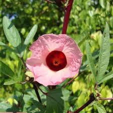 Roselle Flower seeds for Planting - Low Maintenance, Heirloom & GMO Free Seeds for Home Garden