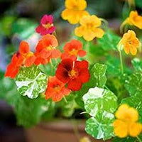 Nasturtium Flower seeds for Planting Premium Quality Heirloom & GMO Free Seeds for Home Garden