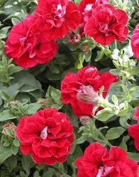 Burgundy Petunia Double Madness Flower seeds for Planting - Premium Quality, Heirloom & GMO Free Seeds for Home Garden