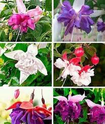 Lavender Mix Fuchsias Flower Seeds for Planting Premium Quality Heirloom & GMO Free Seeds for Home Garden
 
 Sale