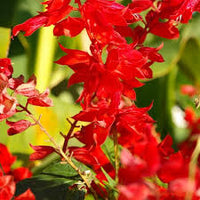 Deep Red Scarlet Sage Flower Seeds - Flower seeds for Planting - Compact Growth, Heirloom & GMO Free Seeds for Home Garden