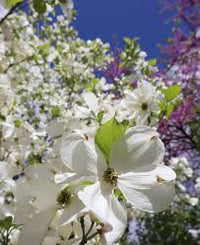 Cornus Flower seeds for Planting - Fragrant Blossoms, Heirloom & GMO Free Seeds for Home Garden
 
 Sale