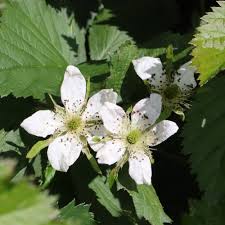 Dewberry or BlackBerry Flower seeds for Planting - Pollinator Friendly, Heirloom & GMO Free Seeds for Home Garden