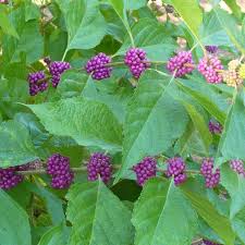 Violet Callicarpa Flower seeds for Planting - Hardy Variety, Heirloom & GMO Free Seeds for Home Garden