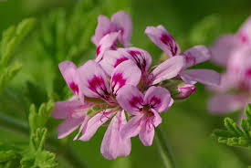 Light Red Pelargonium Flower Seeds for Planting Fragrant Blossoms Heirloom & GMO Free Seeds for Home Garden
 
 Sale