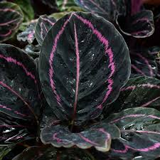 Black Calathea Flower seeds for Planting - Long Bloom Season, Heirloom & GMO Free Seeds for Home Garden