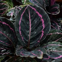 Black Calathea Flower seeds for Planting - Long Bloom Season, Heirloom & GMO Free Seeds for Home Garden