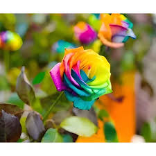 MultiColour Rose Flower Seeds for Planting Hardy Variety Heirloom & GMO Free Seeds for Home Garden
 
 Sale