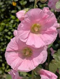 Baby Pink Hollyhock Flower seeds for Planting - Hardy Variety, Heirloom & GMO Free Seeds for Home Garden