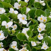 Begonia White Flower Seeds for Planting  Elegant Annual Blooms for Gardens & Pots