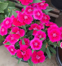 Pink Caryophyllus Flower seeds for Planting - Drought Tolerant, Heirloom & GMO Free Seeds for Home Garden