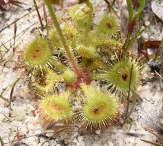 Drosera Glanduligera (Pimpernel Sundew) Flower seeds for Planting - Sun Loving, Heirloom & GMO Free Seeds for Home Garden