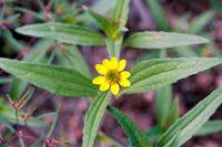 Yellow Creeping Zinnia Flower seeds for Planting Long Bloom Season Heirloom & GMO Free Seeds for Home Garden