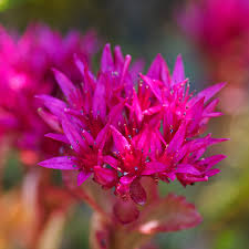 Pink Sedum Voodoo Flower seeds for Planting - Colorful Display, Heirloom & GMO Free Seeds for Home Garden
