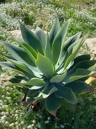 Heirloom Agave Flower seeds for Planting Easy to Grow Heirloom & GMO Free Seeds for Home Garden