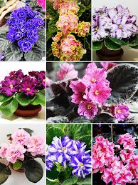 Mixed Color EveningScented Flower Seeds for Planting Bright Blooms Heirloom & GMO Free Seeds for Home Garden
 
 Sale